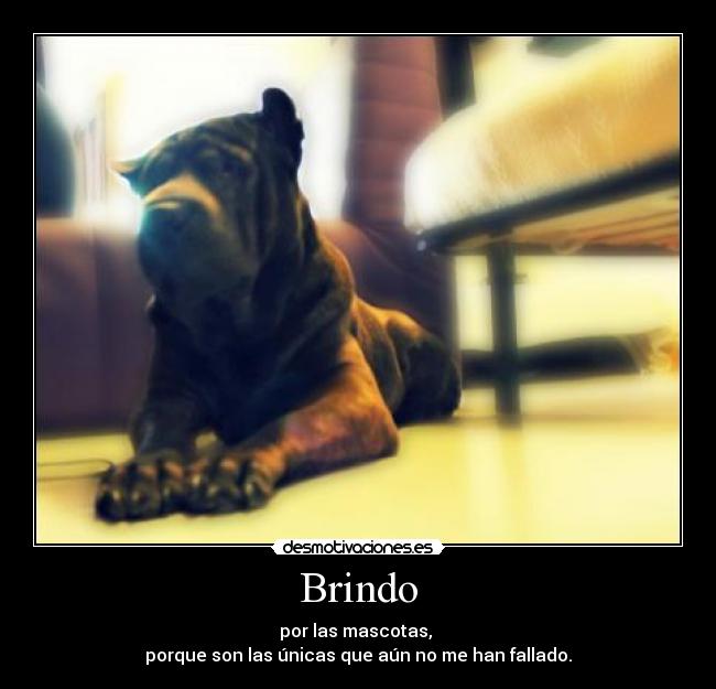 Brindo - por las mascotas, 
porque son las únicas que aún no me han fallado.