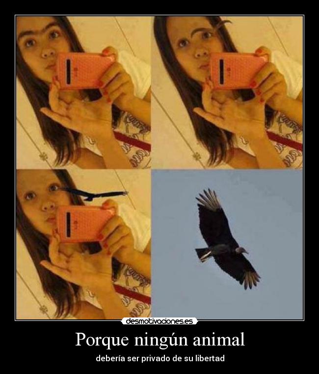 Porque ningún animal - 