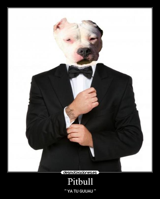 Pitbull -