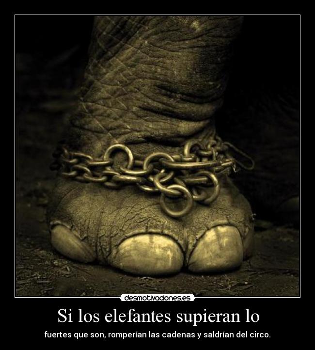 Si los elefantes supieran lo - fuertes que son, romperían las cadenas y saldrían del circo.