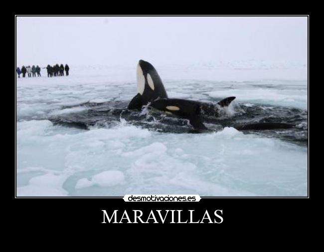 MARAVILLAS - 
