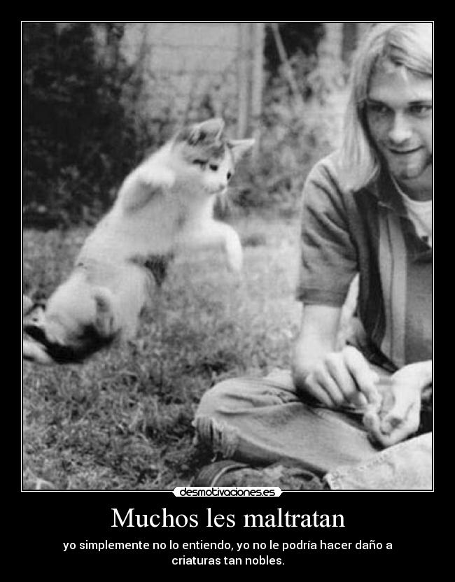 carteles gatosss desmotivaciones