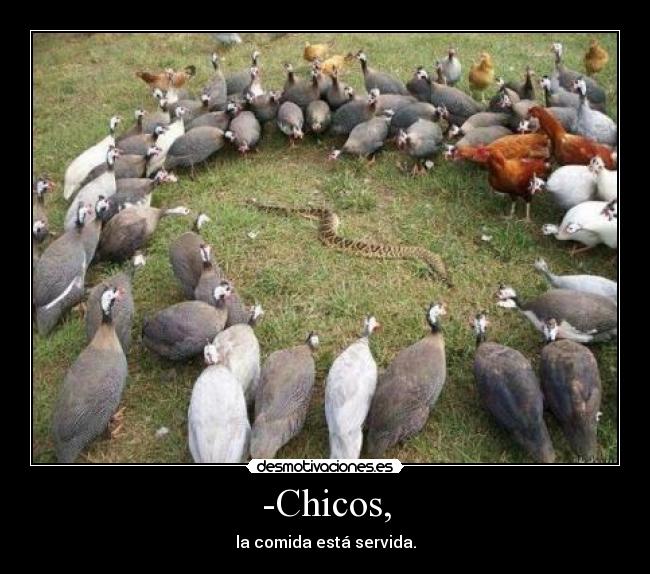-Chicos, -