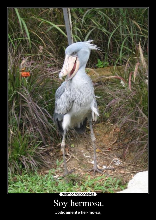 Soy hermosa. - Jodidamente her-mo-sa.