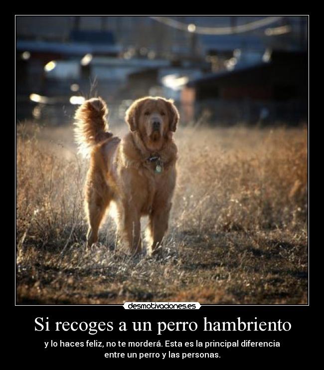 Si recoges a un perro hambriento - y lo haces feliz, no te morderá. Esta es la principal diferencia
entre un perro y las personas.