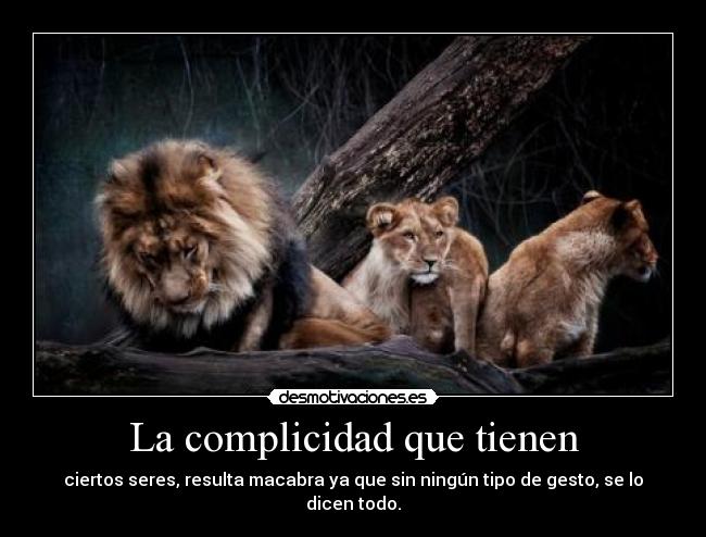 La complicidad que tienen - 