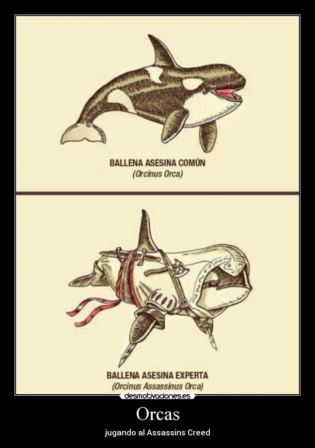 Orcas - jugando al Assassins Creed