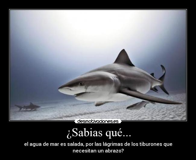¿Sabias qué... - el agua de mar es salada, por las lágrimas de los tiburones que necesitan un abrazo?