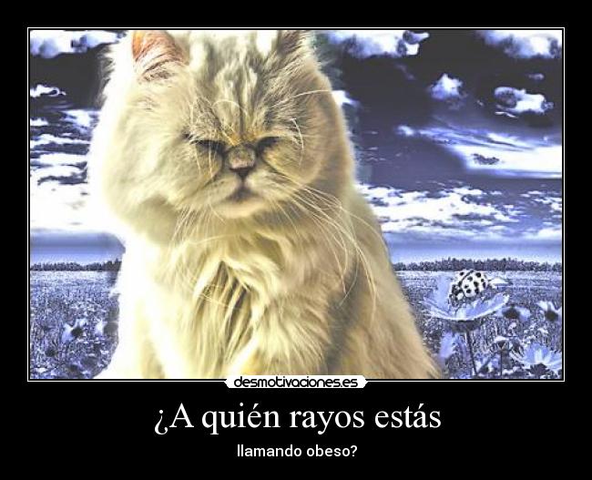 ¿A quién rayos estás - llamando obeso?