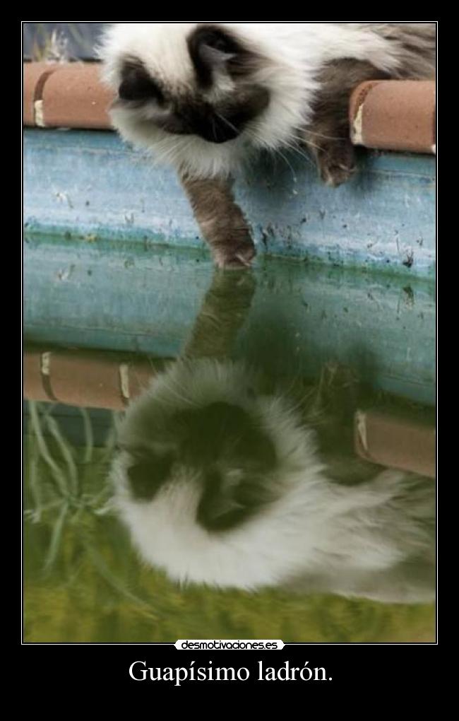 Guapísimo ladrón. - 