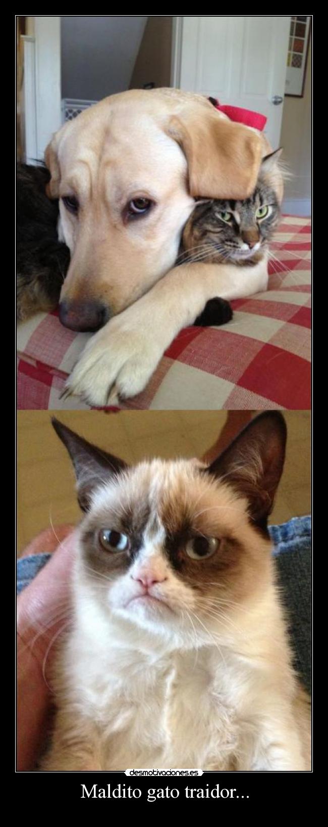 Maldito gato traidor... -