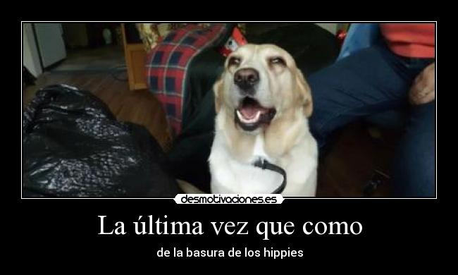 carteles perro hippies drespacial desmotivaciones