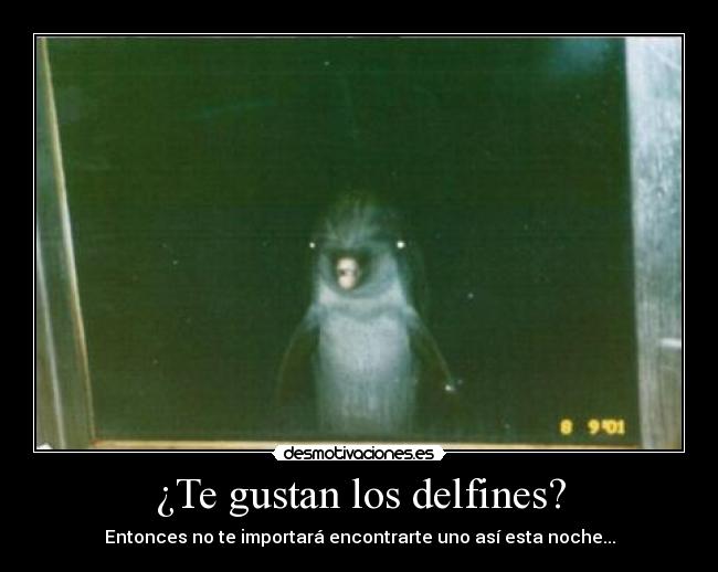 ¿Te gustan los delfines? - 