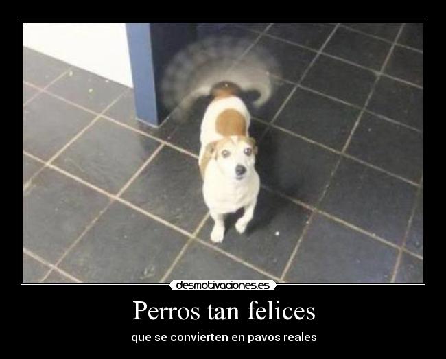 Perros tan felices - que se convierten en pavos reales