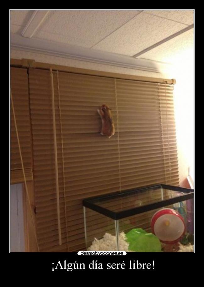 ¡Algún día seré libre! - 