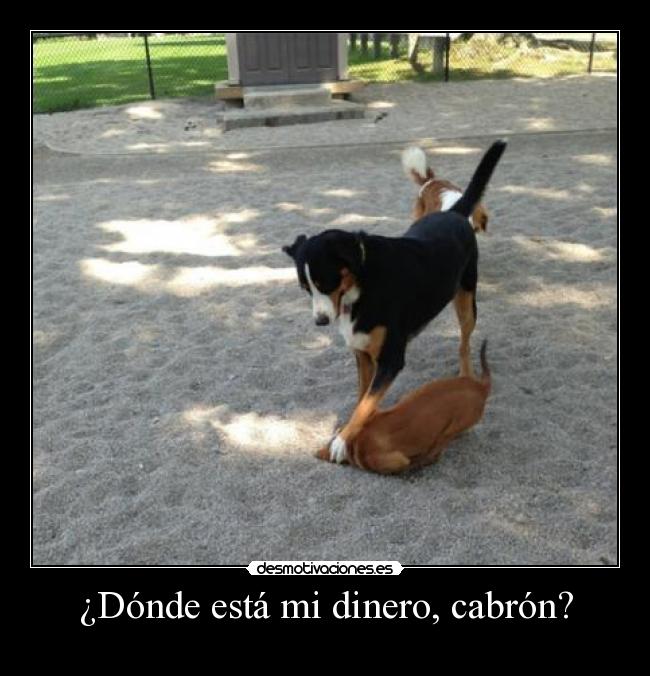 carteles dinero dinero perros niknak79 desmotivaciones