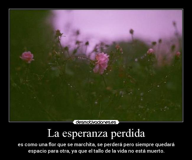 carteles esperanza cajitaman flor marchita tallo permanece se tallo raiz desmotivaciones