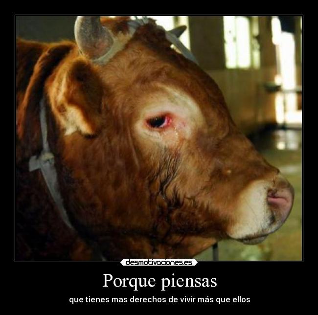 Porque piensas - que tienes mas derechos de vivir más que ellos