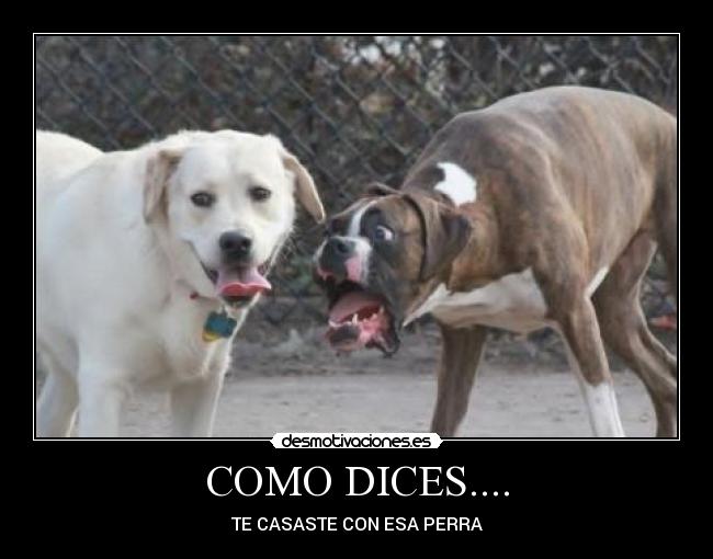 COMO DICES.... - TE CASASTE CON ESA PERRA
