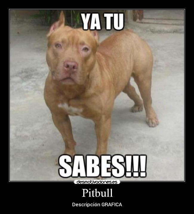 Pitbull - Descripción GRAFICA