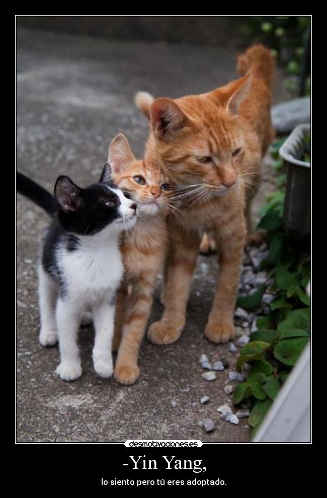 carteles diegoparty desmotivaciones