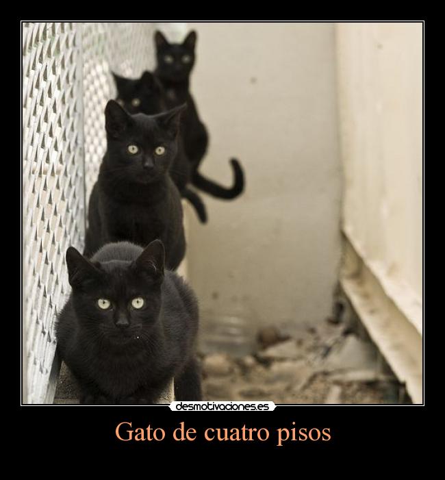 Gato de cuatro pisos -