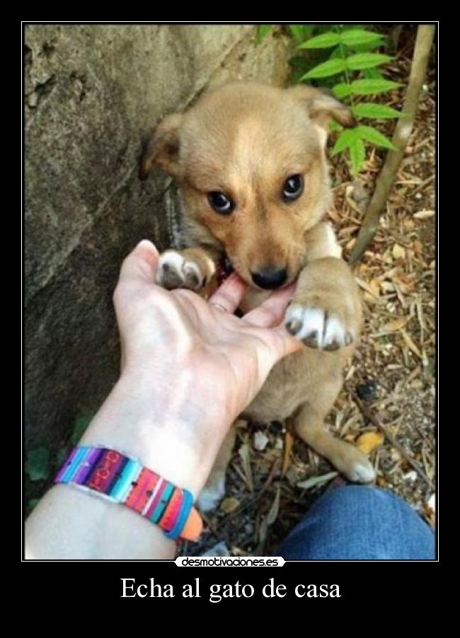 Echa al gato de casa -