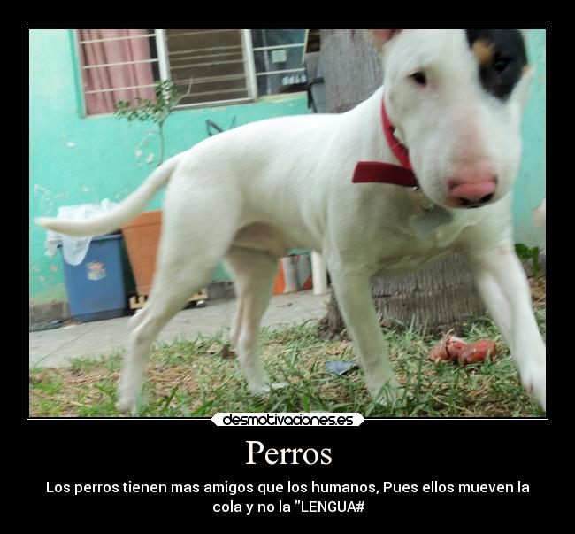 Perros -