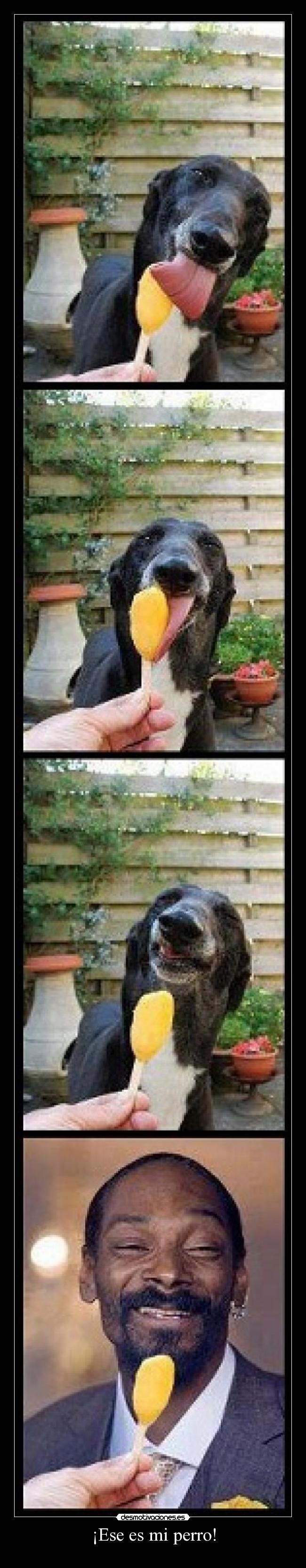 ¡Ese es mi perro! - 