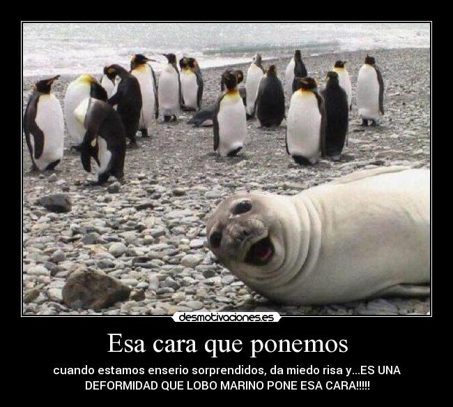 Esa cara que ponemos - cuando estamos enserio sorprendidos, da miedo risa y...ES UNA
DEFORMIDAD QUE LOBO MARINO PONE ESA CARA!!!!!