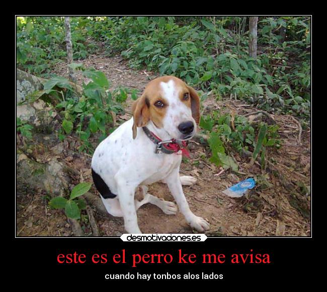 este es el perro ke me avisa - cuando hay tonbos alos lados