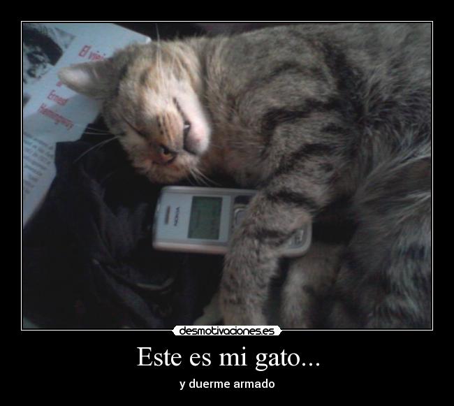 Este es mi gato... - y duerme armado