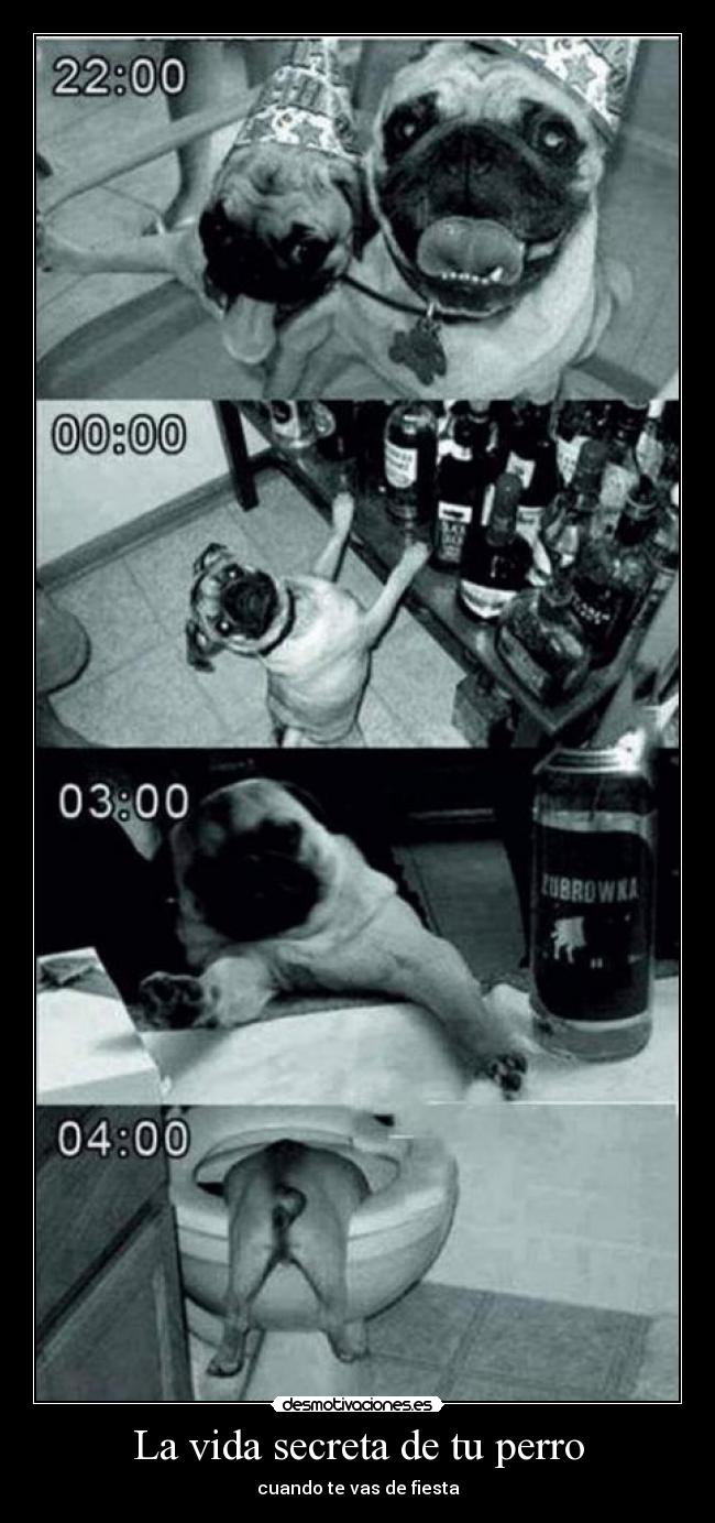 La vida secreta de tu perro - 