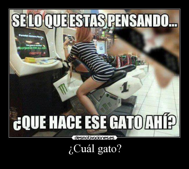 ¿Cuál gato? - 