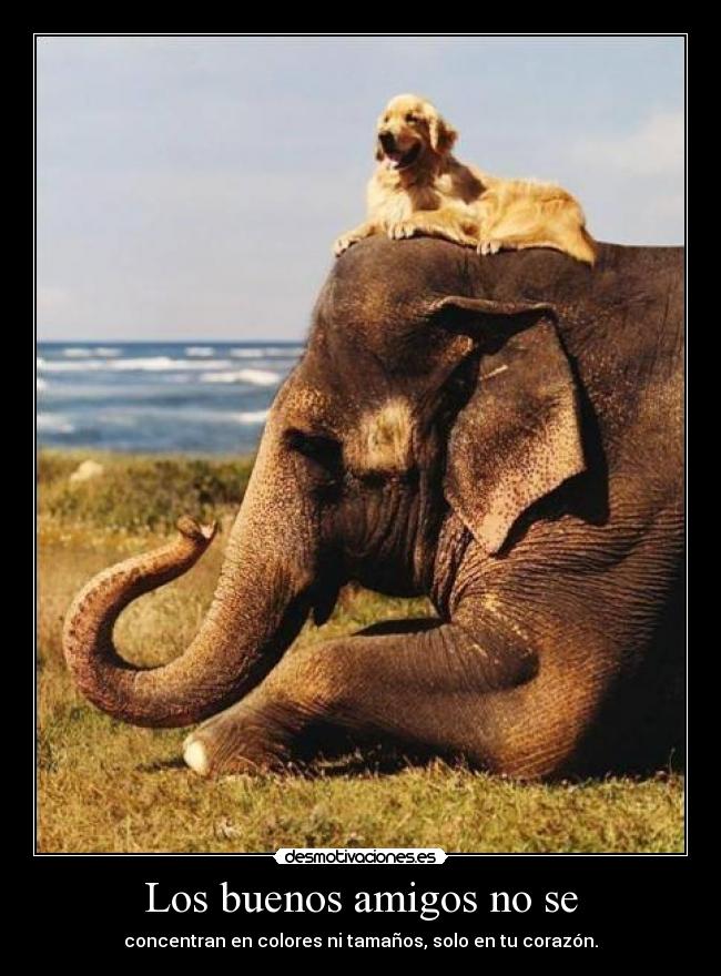 carteles amigos si existen los buenos amigos desmotivaciones