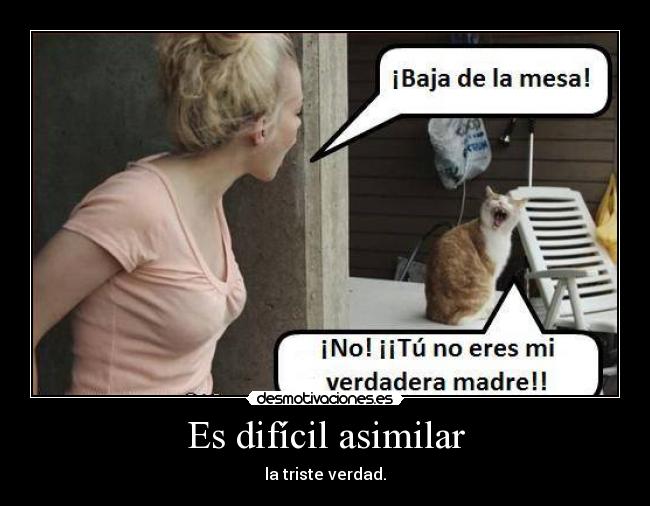 carteles alegria humor gatos animales tristes vedades desmotivaciones