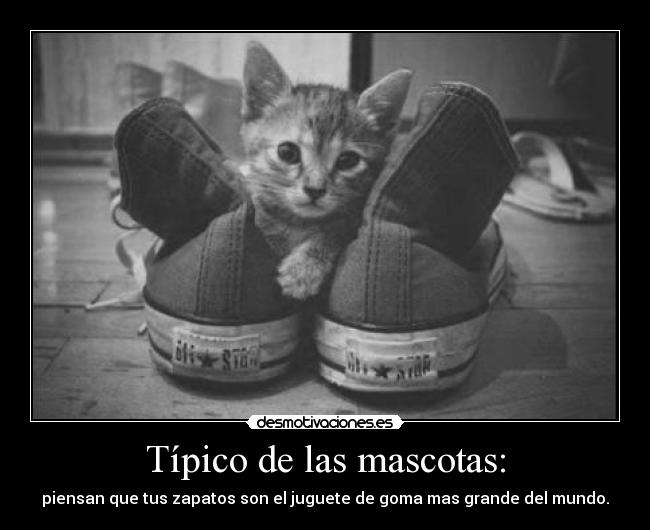 Típico de las mascotas: - piensan que tus zapatos son el juguete de goma mas grande del mundo.