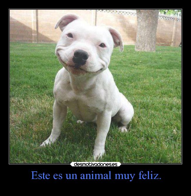 Este es un animal muy feliz. - 