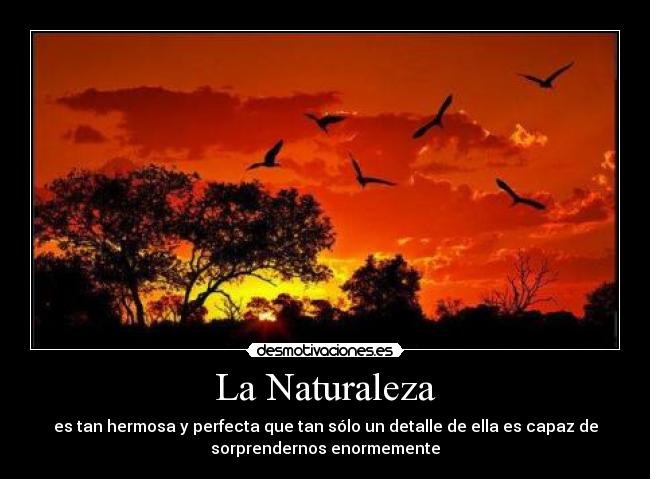 La Naturaleza - es tan hermosa y perfecta que tan sólo un detalle de ella es capaz de
sorprendernos enormemente