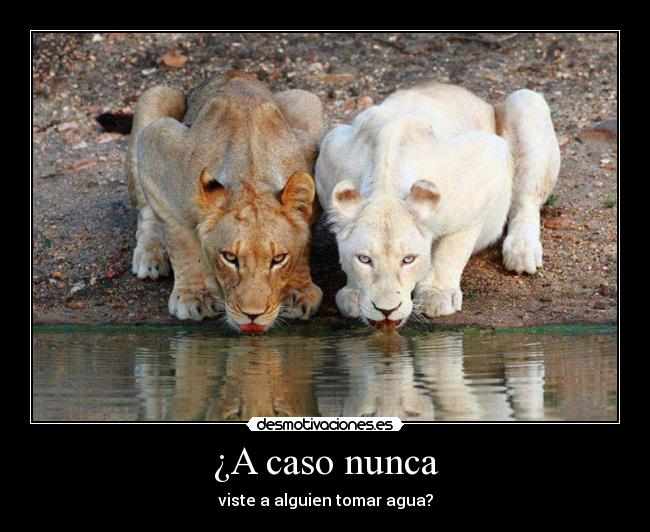 ¿A caso nunca - viste a alguien tomar agua?
