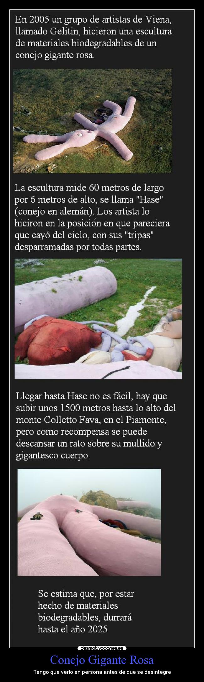 Conejo Gigante Rosa - 