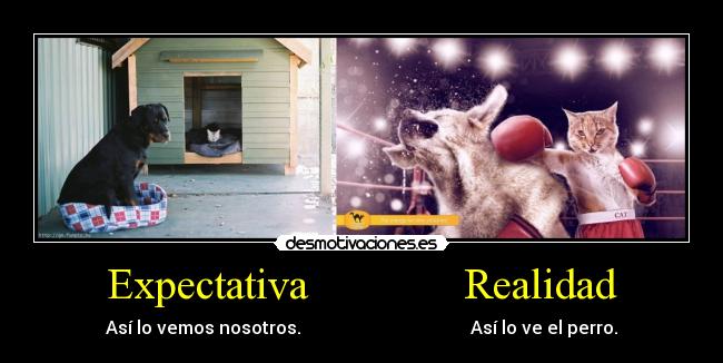 Expectativa              Realidad - Así lo vemos nosotros.                                      Así lo ve el perro.