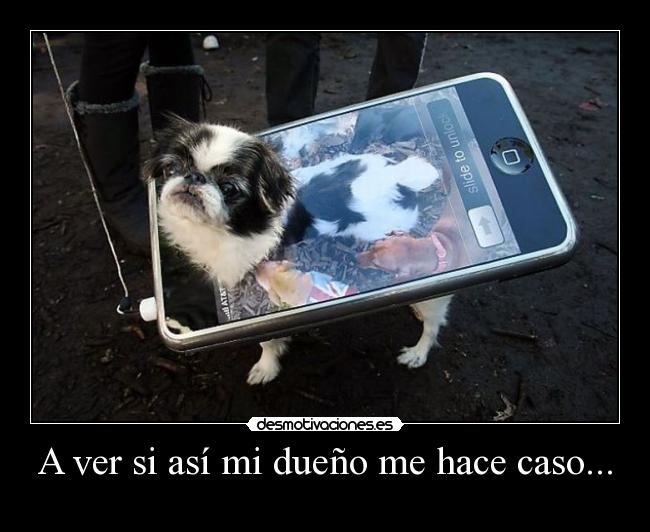 A ver si así mi dueño me hace caso... - 
