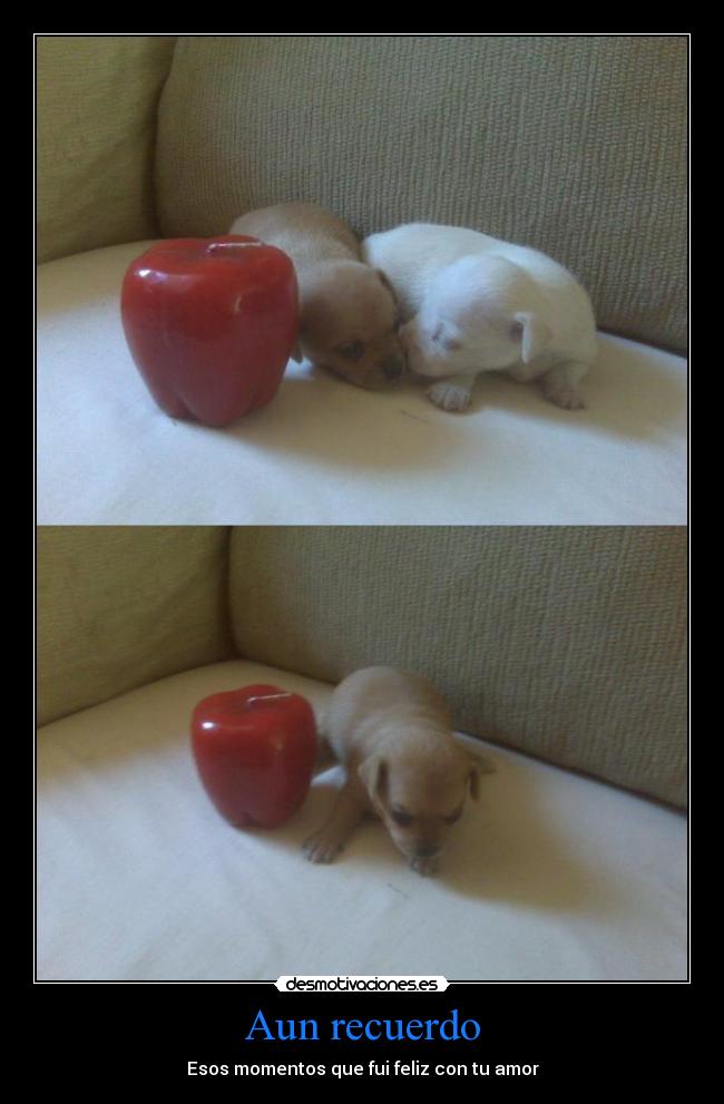 carteles animales que sienten amor por otros desmotivaciones