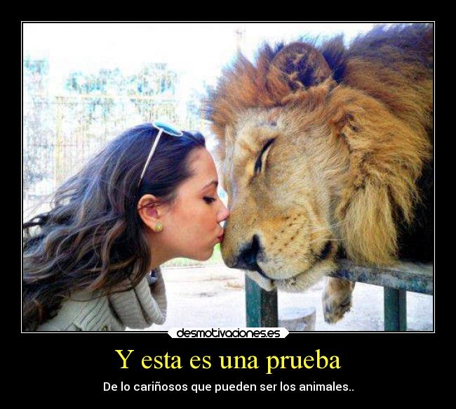 Y esta es una prueba - De lo cariñosos que pueden ser los animales..