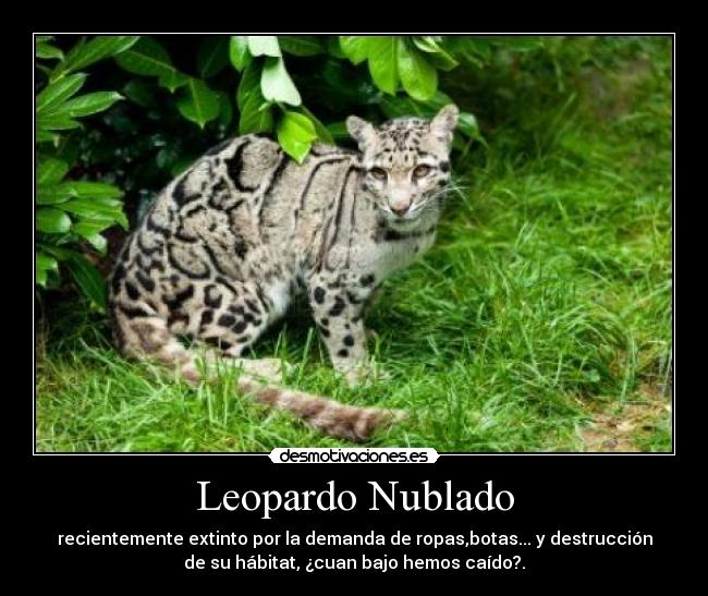 Leopardo Nublado - recientemente extinto por la demanda de ropas,botas... y destrucción
de su hábitat, ¿cuan bajo hemos caído?.