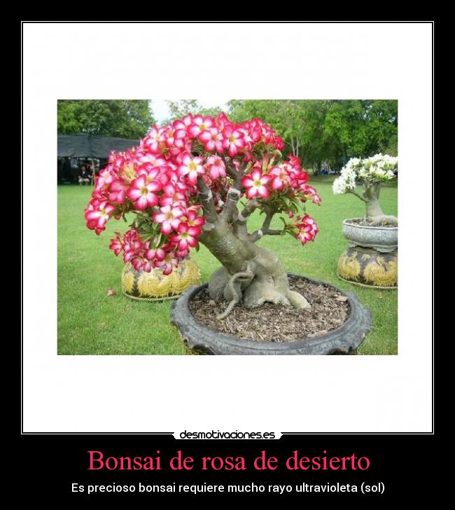 Bonsai de rosa de desierto - Es precioso bonsai requiere mucho rayo ultravioleta (sol)