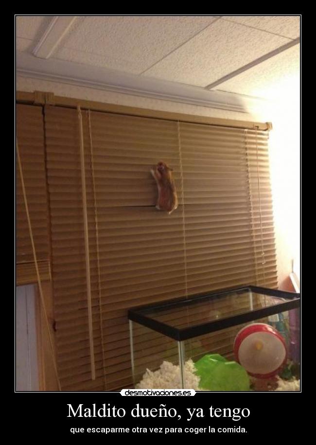 Maldito dueño, ya tengo - que escaparme otra vez para coger la comida.