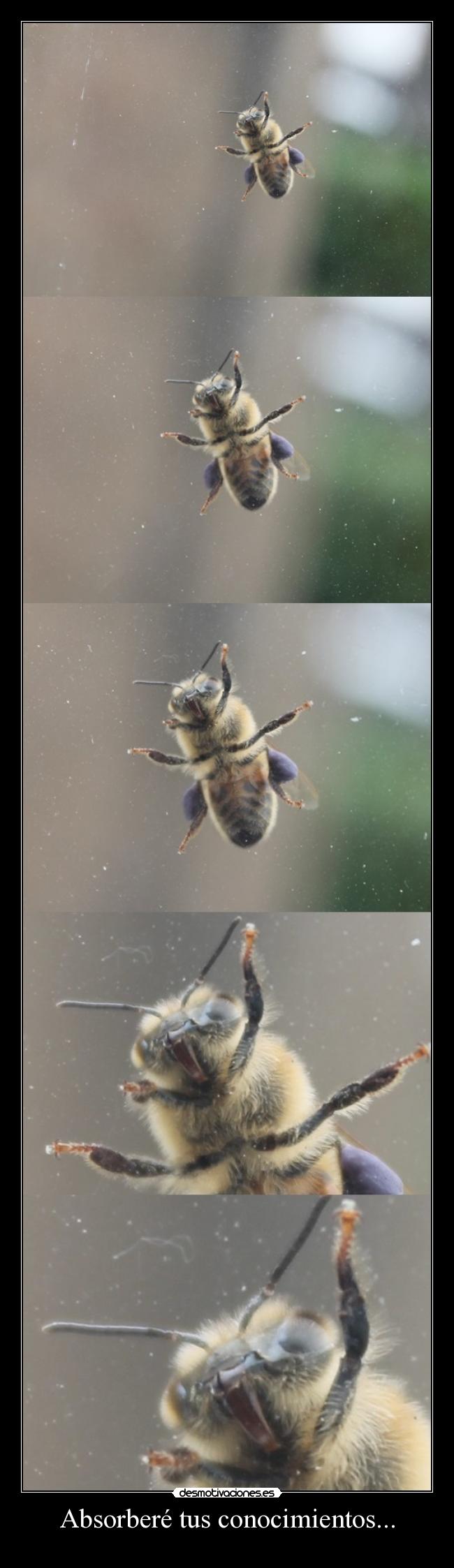 Absorberé tus conocimientos... - 