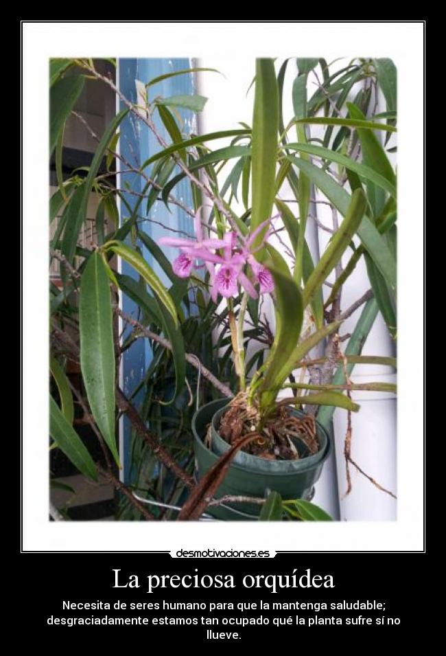 La preciosa orquídea - Necesita de seres humano para que la mantenga saludable;
desgraciadamente estamos tan ocupado qué la planta sufre sí no
llueve.